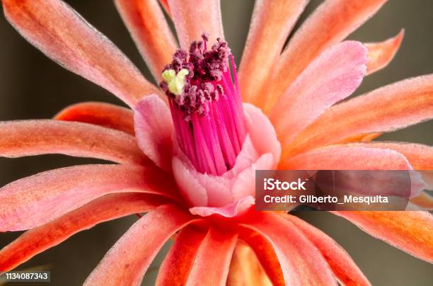 Foto de Cactus Rabo De Macaco e mais fotos de stock de Botânica - Assunto -  Botânica - Assunto, Brasil, Cabeça da flor - iStock