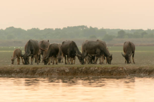 istock swamp buffalo in peat swamp around lagoon 1134087347