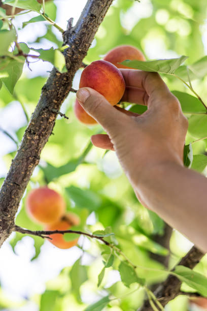 istock Ripe yellow apricots in female hands. 1134087459