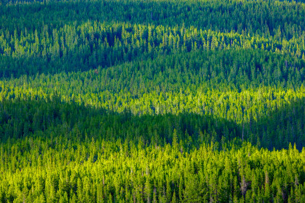 istock Banff National Park in Alberta Canada 1134087502