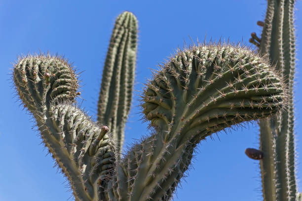 A "crested" saguaro cactus (Carnegiea gigantea ) stock photo
