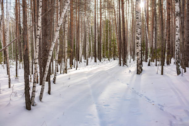 istock Birch and spruce forest on a winter day with fresh white snow. 1134088275