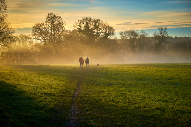 misty morning dog walk stock photo