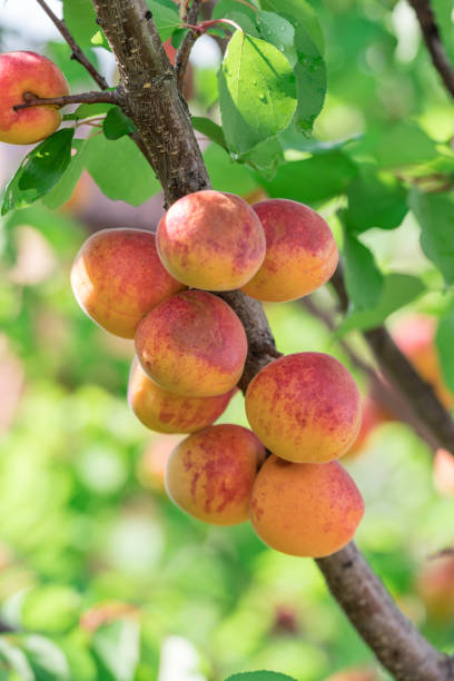istock Ripe apricots on the orchard tree in the garden. 1134088349
