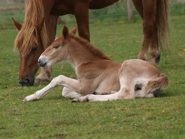 istock Suffolk Punch Mare and Foal 1134088434
