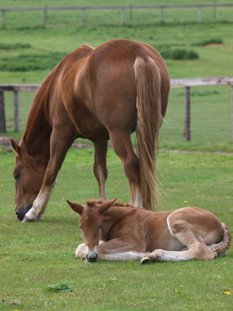 istock Suffolk Punch Mare and Foal 1134088442