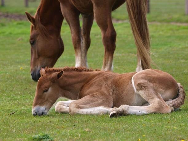 istock Suffolk Punch Mare and Foal 1134088513