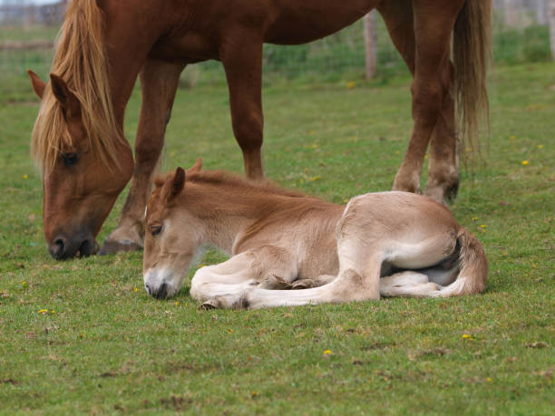 istock Suffolk Punch Mare and Foal 1134088517