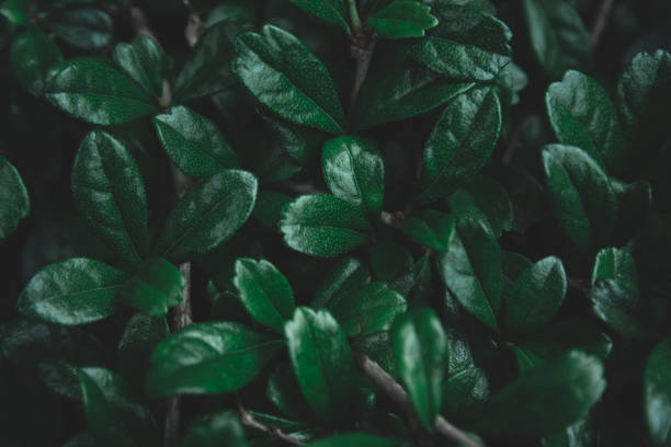 istock Green leaves pattern background. Flat lay. nature dark green tone background 1134088520