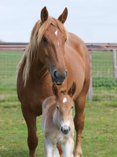 istock Suffolk Punch Mare and Foal 1134088555
