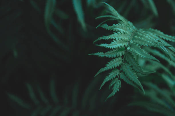зеленые папоротники листья фона. папоротники оставляет природе темно-зеленый тон фона. - beauty in nature fern frond nature abstract стоковые фото и изображения