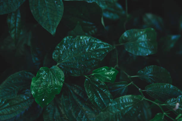 istock Green leaves pattern background. Wild betel leafbush nature dark green tone background. 1134089702