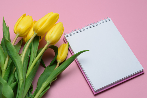 flowers yellow tulips on a pink background with a place for signature