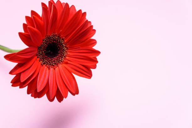 istock Red chrysanthemum flower on pink background with place for text. horizontal 1134089884