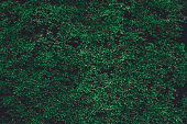 Green moss on old concrete wall. green moss nature dark green tone background