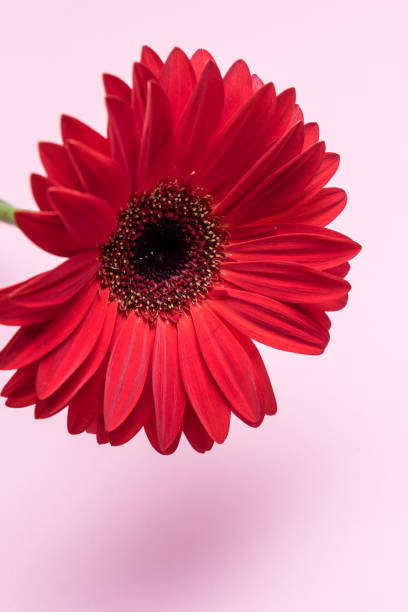 istock Red chrysanthemum flower on pink background with place for text. vertical 1134089957