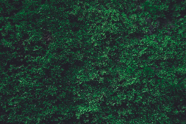 istock Green moss on old concrete wall. green moss nature dark green tone background 1134089977
