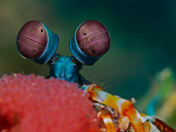 Underwater close-up photography of a mantis shrimp with eggs.\nDivesite: Pulau Bangka (North Sulawesi/Indonesia)