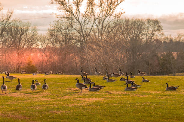 istock Canadian Geese Flock in Field 1134090839
