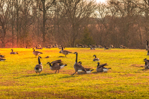 istock Canadian Geese in a Green Meadow 1134090873