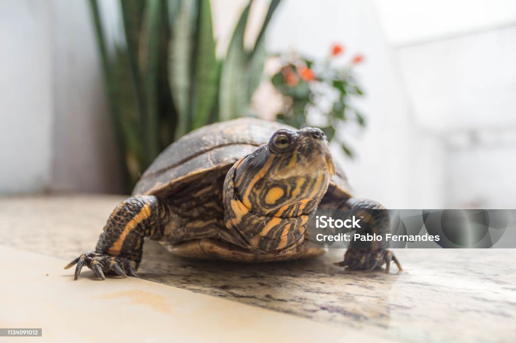 Close Up Turtle relaxing in the garden Turtle pet relaxing in the garden with plants background. Animal Stock Photo