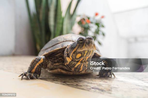 Close Up Turtle Relaxing In The Garden Stock Photo - Download Image Now - Animal, Animal Body Part, Animal Head