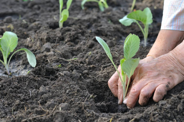 gardener's hands planting a cabbage seedling stock photo