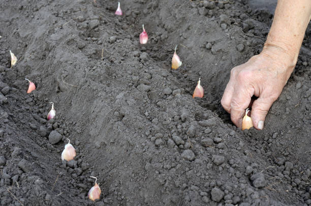 gardener's hand planting garlic stock photo