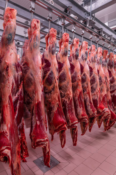 istock Cattles cut and hanged on hook in a slaughterhouse. Halal cutting. 1134093331