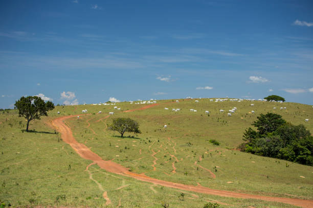 Farm dirt road on a pasture full of cattle