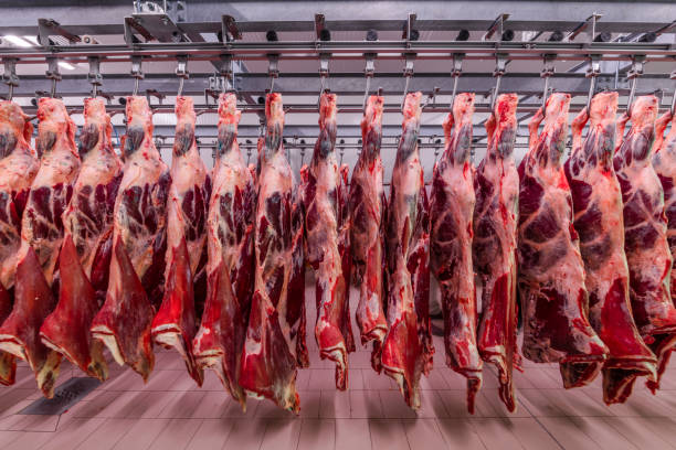istock Cattles cut and hanged on hook in a slaughterhouse. Halal cutting. 1134095076