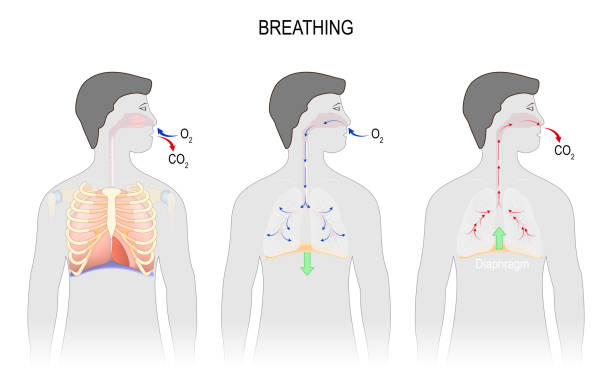呼吸のサイクル, インスピレーションと有効期限. - diaphragm点のイラスト素材／クリップアート素材／マンガ素材／アイコン素材