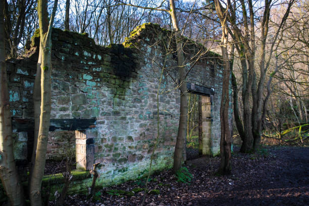 istock Ruined House in the Forest 1134095467