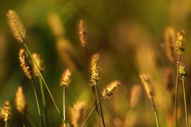 istock Grass seeds in spikes on green / brown background (meadow) 1134095570