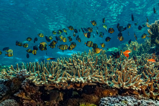 large school of reticulated dascyllus over acropora table coral, pura island, indonesia - reticulated imagens e fotografias de stock