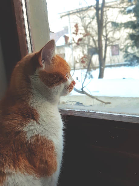 istock Beautiful cat stands by the window. 1134097951