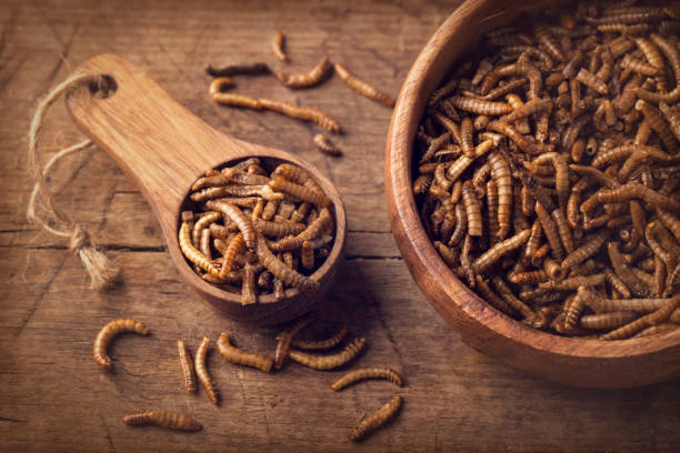 Edible mealworms Edible mealworms in a wooden spoon larva stock pictures, royalty-free photos & images