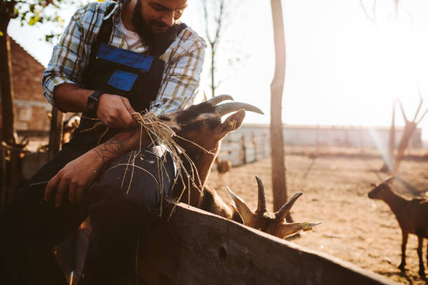 istock Small Farm Owners - Goat Farm 1134098209