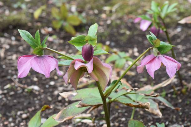 istock Lenten hellebore flowers 1134098503
