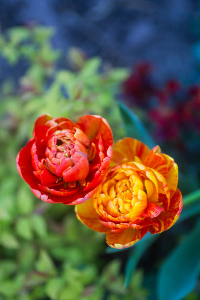 Two vibrant orange tulips with blurred bokeh background. Spring outdoor blossom. Double Beauty of Apeldoorn
