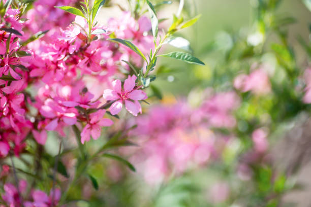 istock Beautiful blooming spring pink cherry branch with blurred background, copy space 1134099493