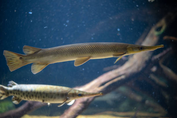 Amur pike (Esox reicherti), a large freshwater fish known for its distinctive appearance