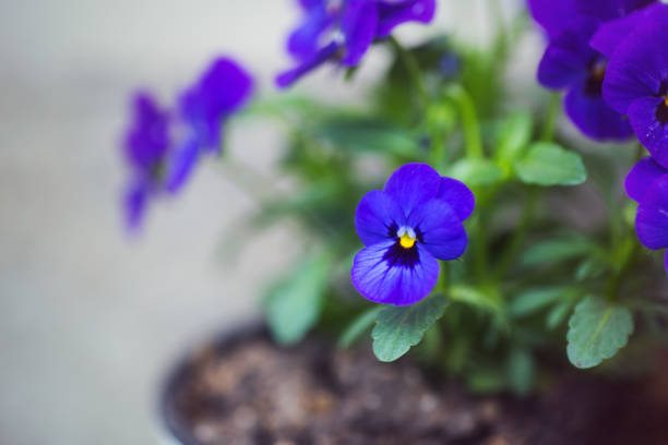 pansy close up