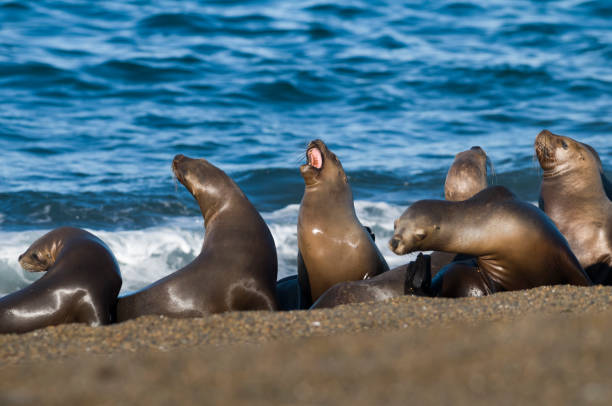 istock Mother  sea lion 1134100473