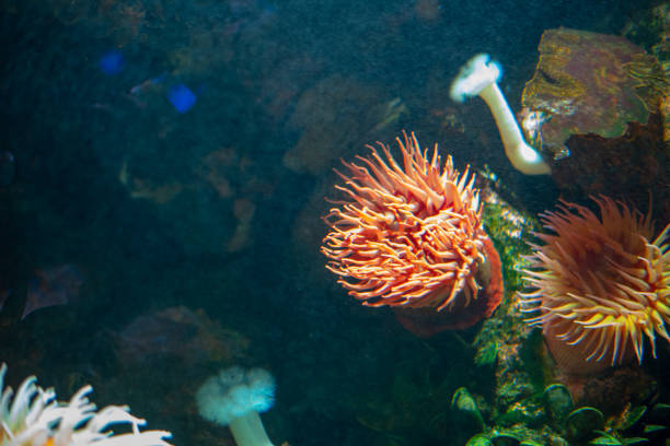 istock Anemone at the bottom of the sea 1134101054