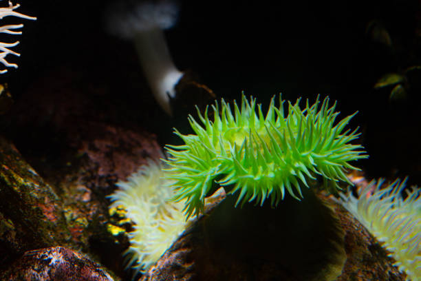 istock Anemone at the bottom of the sea 1134101208
