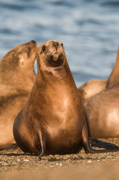 istock Mother  sea lion, 1134101238