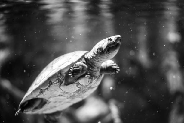 istock Arrau turtle (Podocnemis expansa) swimming in a river 1134101508