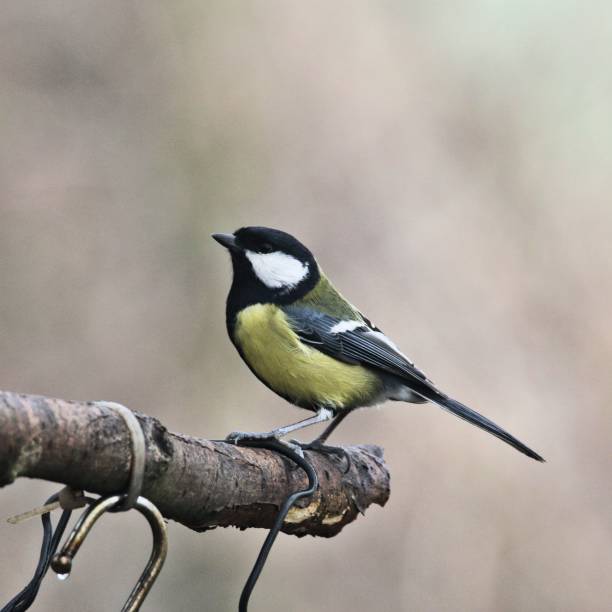 istock A close up of a Great Tit 1134101518