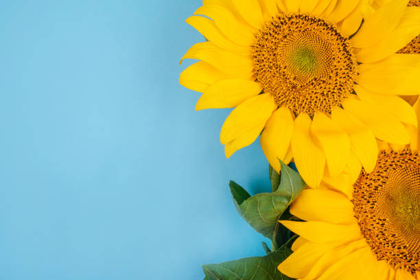 istock Sunflower bouquet on blue background 1134101617